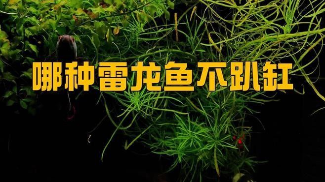 哪種雷龍魚不容易趴缸？：哪種雷龍魚不容易趴缸