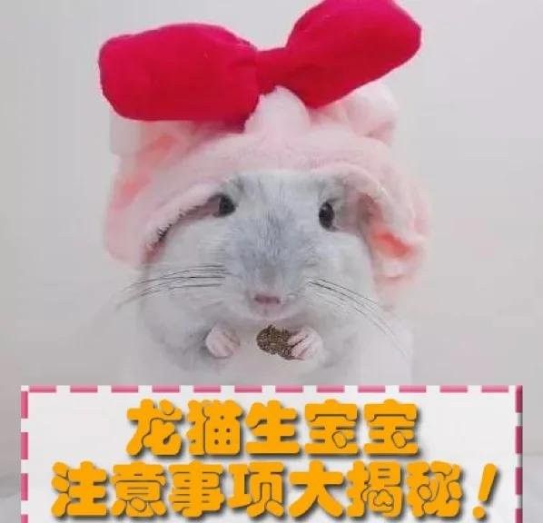 龍貓繁殖需要多長時間：龍貓什么時候可以繁殖