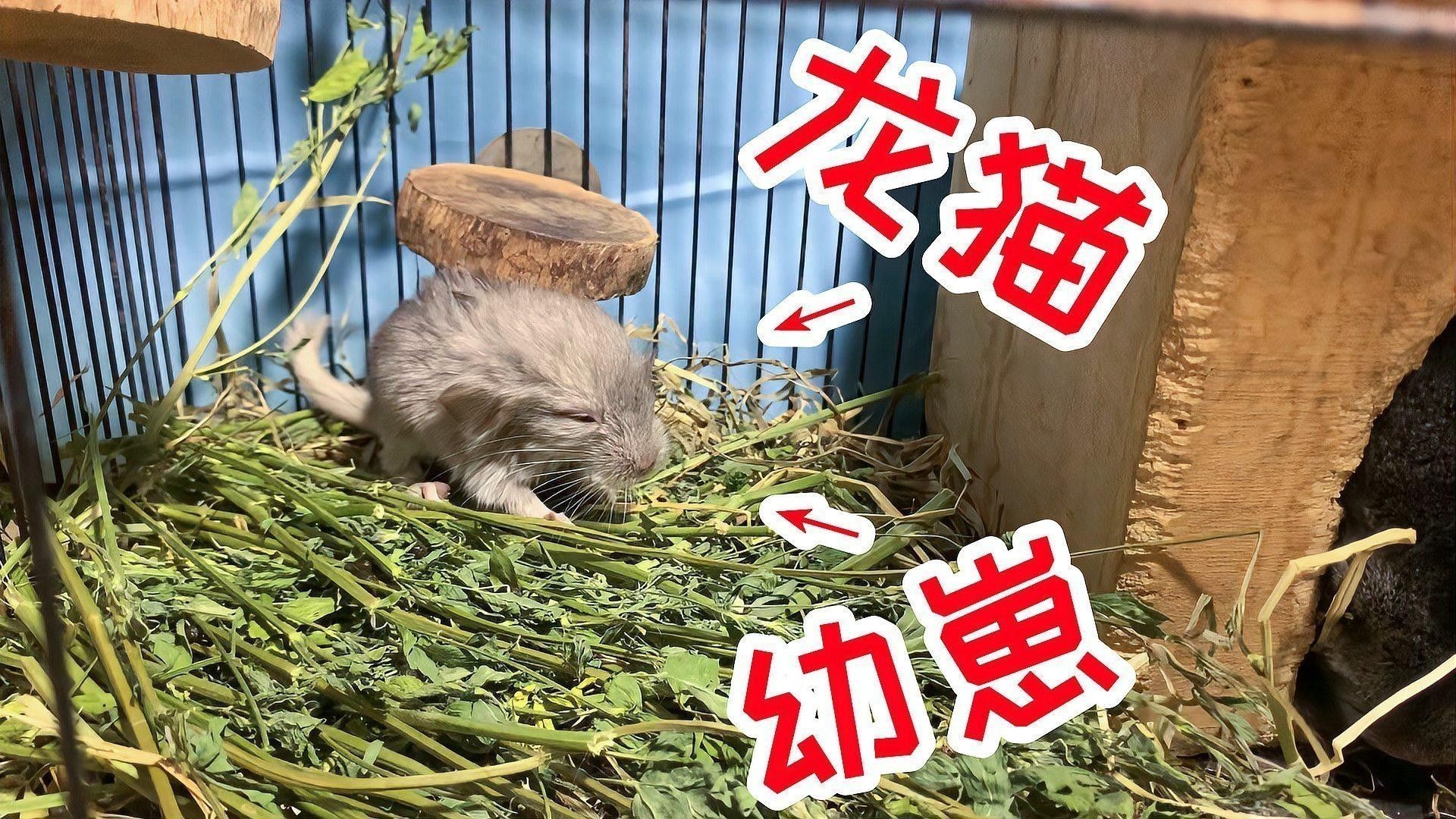龍貓繁殖需要多長時間：龍貓什么時候可以繁殖