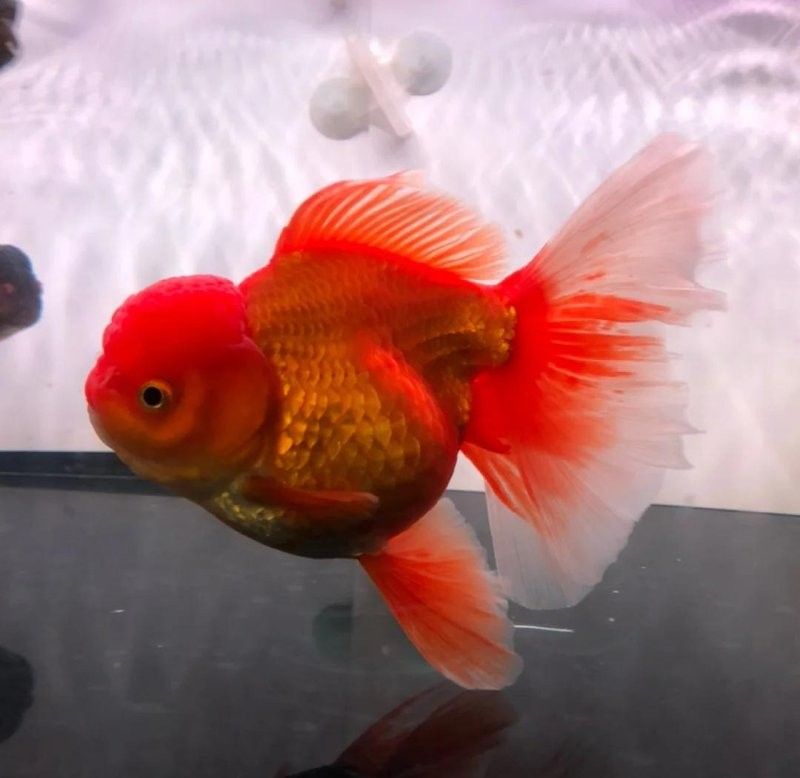如何預防金頭過背金龍魚受傷？：預防金頭過背金龍魚受傷的方法