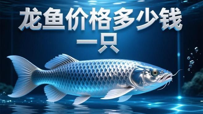 官園水族市場的龍魚價格如何？：北京官園水族市場龍魚價格分析