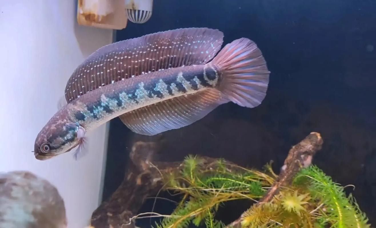 巴卡雷龍魚有哪些顏色變種：巴卡雷龍魚的顏色變種