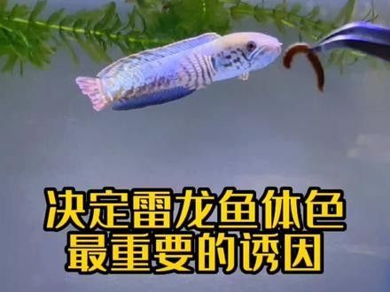巴卡雷龍魚有哪些顏色變種：巴卡雷龍魚的顏色變種