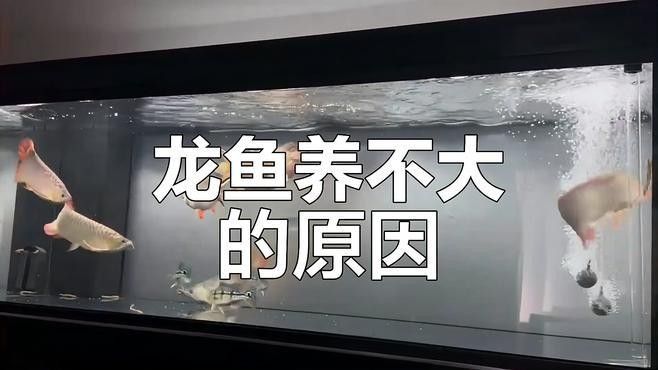 龍魚多久能長到最大：養(yǎng)金龍魚要注意什么