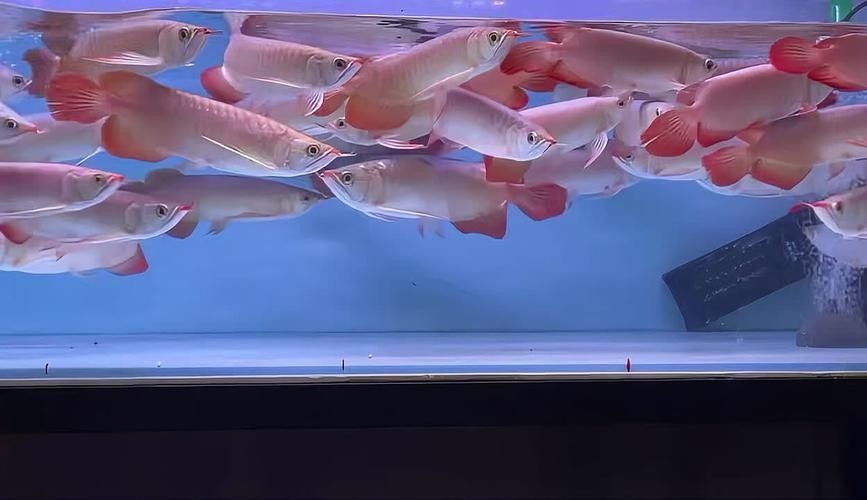 吳忠哪個水族館龍魚好？祥龍魚場龍魚：吳忠哪個水族館祥龍魚場 吳忠哪個水族館龍魚好？祥龍魚場龍魚：吳忠哪個水族館祥龍魚場 龍魚百科 第2張