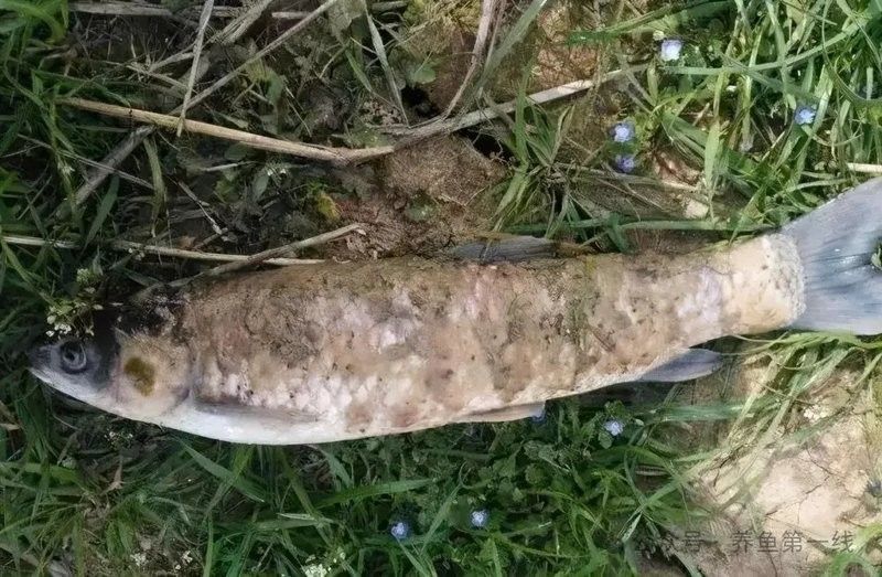 翹嘴魚和龍魚（如何判斷翹嘴魚和龍魚是否健康）