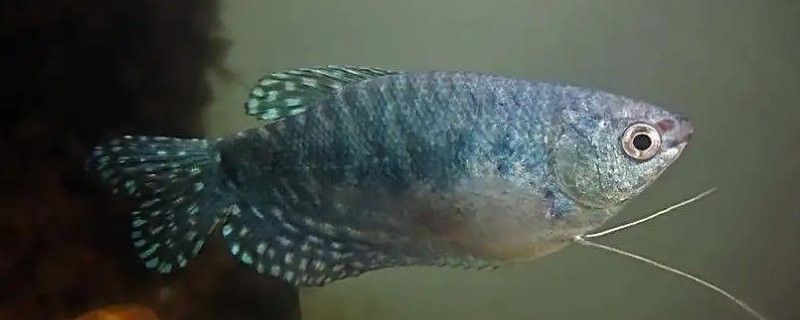 曼龍魚繁殖后如何護理：曼龍魚養殖全攻略