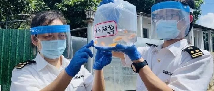 進口龍魚需要哪些手續？：進口龍魚需要哪些手續