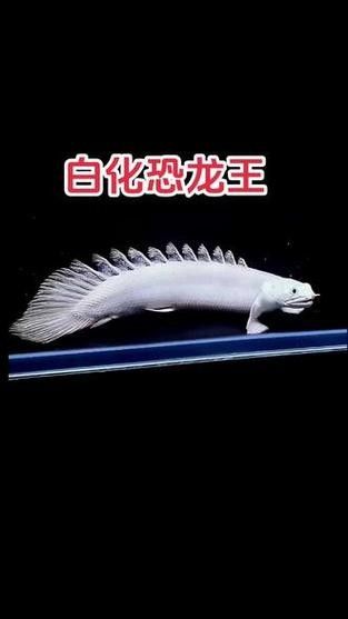 白色恐龍魚的市場供需如何？：白色恐龍魚市場供需情況分析白色恐龍魚多少錢一只熾焰臻品