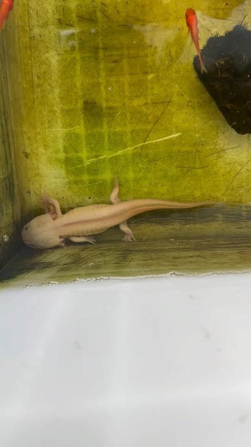 白色恐龍魚的市場供需如何？：白色恐龍魚市場供需情況分析白色恐龍魚多少錢一只熾焰臻品