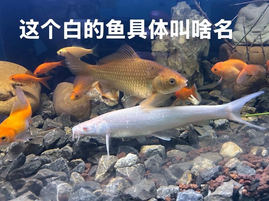 白色恐龍魚的市場供需如何？：白色恐龍魚市場供需情況分析白色恐龍魚多少錢一只熾焰臻品