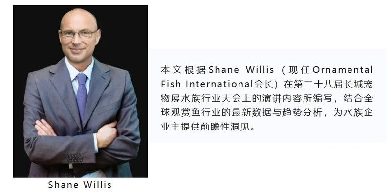 白色恐龍魚的市場供需如何？：白色恐龍魚市場供需情況分析白色恐龍魚多少錢一只熾焰臻品