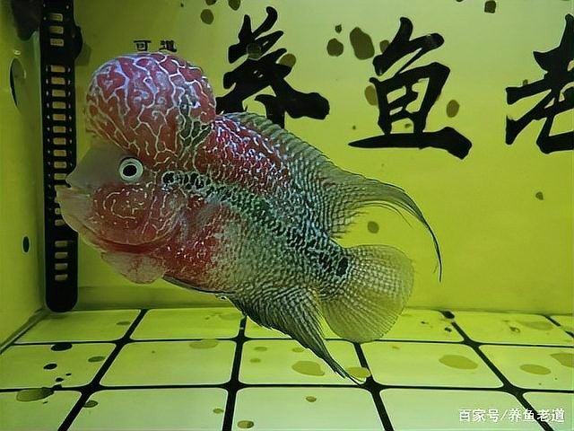 停食期間如何保持水質清潔：停食期間如何保持水質清潔？