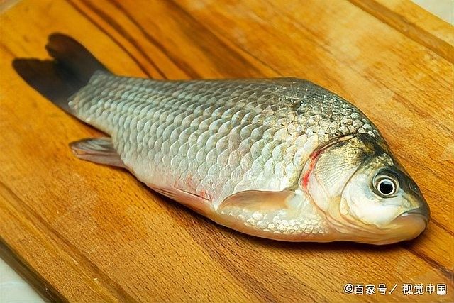 停食期間如何保持水質清潔：停食期間如何保持水質清潔？