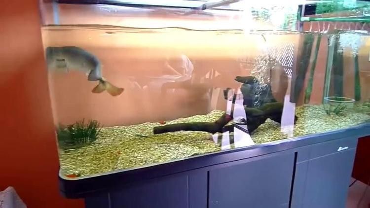 金龍魚美容有哪些常見的說法？：男子給魚“開眼角”做美容，一次收費上萬，一不留神傾家蕩產