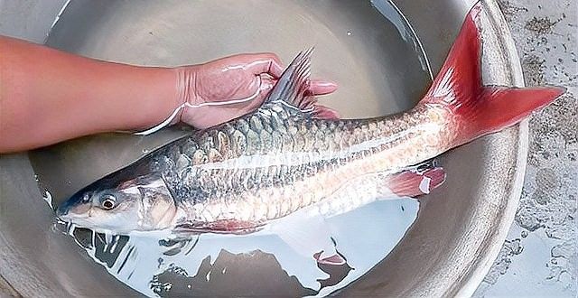哪種龍魚更稀有、更昂貴：關于龍魚的問題 哪種龍魚更稀有、更昂貴：關于龍魚的問題 龍魚百科 第6張