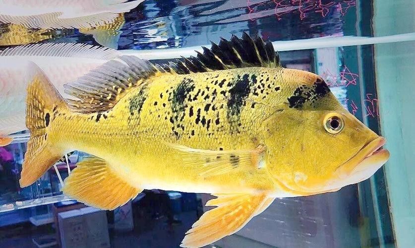 給我一些巴西亞魚和金龍魚混養的圖片：關于巴西亞魚與金龍魚混養的圖片資源及相關建議