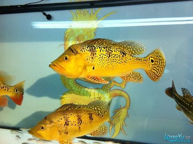 給我一些巴西亞魚和金龍魚混養的圖片：關于巴西亞魚與金龍魚混養的圖片資源及相關建議