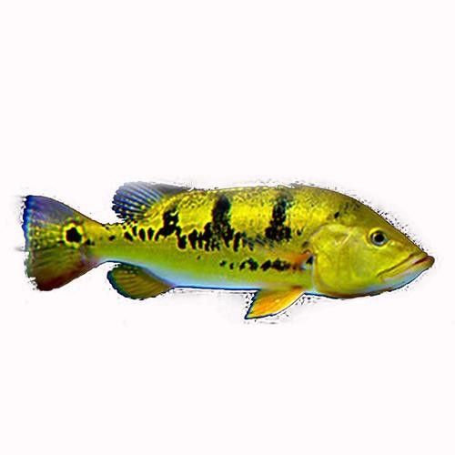 給我一些巴西亞魚和金龍魚混養的圖片：關于巴西亞魚與金龍魚混養的圖片資源及相關建議