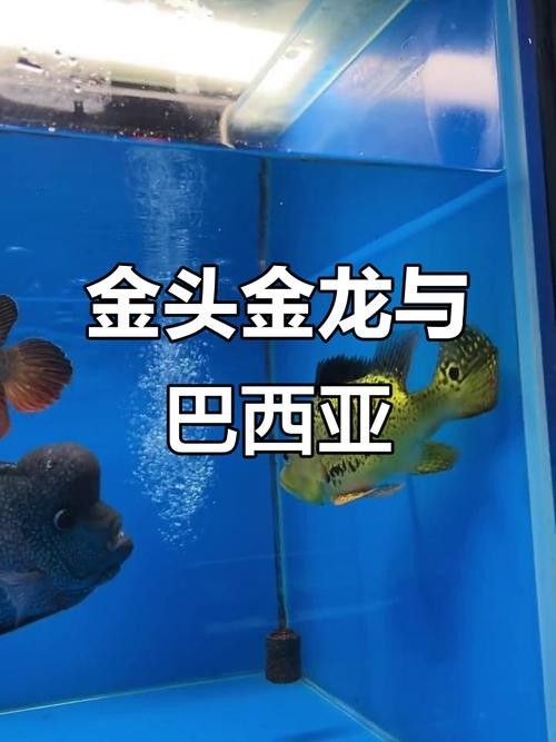給我一些巴西亞魚和金龍魚混養的圖片：關于巴西亞魚與金龍魚混養的圖片資源及相關建議