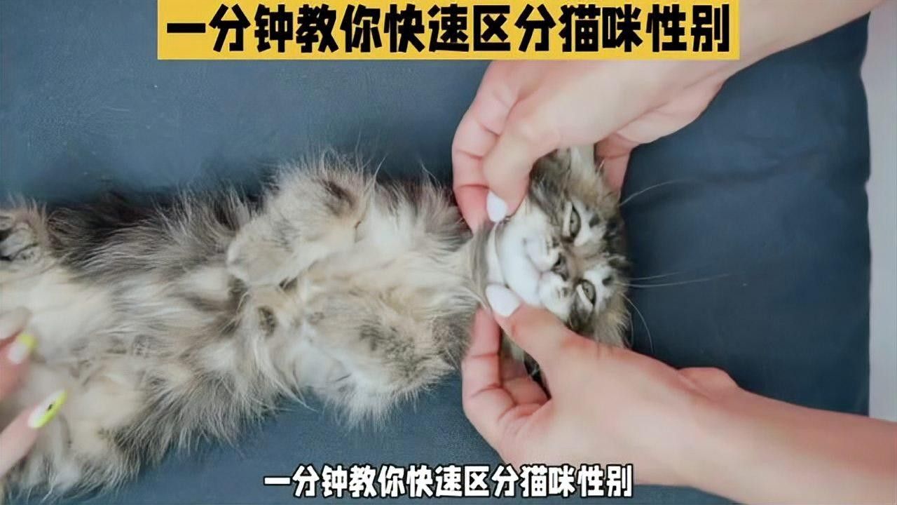 如何結(jié)合生殖器觀察法分公母：如何區(qū)分公貓母貓 如何結(jié)合生殖器觀察法分公母：如何區(qū)分公貓母貓 龍魚百科 第3張
