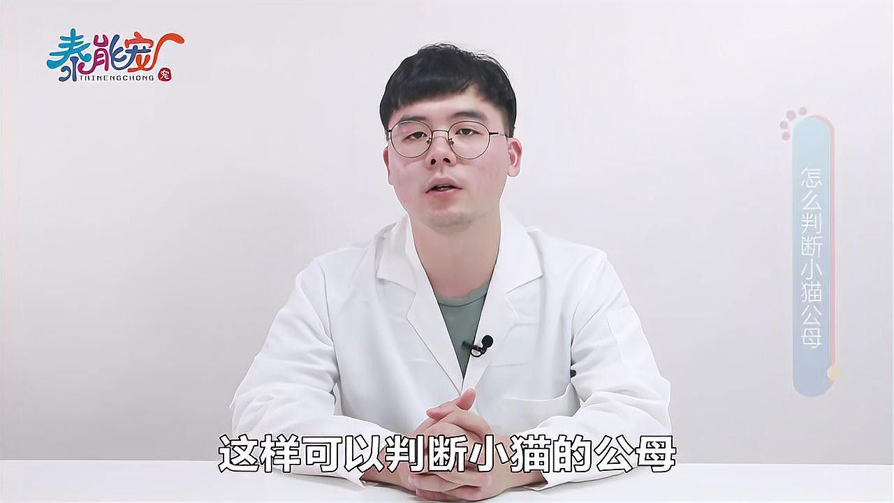 如何結(jié)合生殖器觀察法分公母：如何區(qū)分公貓母貓 如何結(jié)合生殖器觀察法分公母：如何區(qū)分公貓母貓 龍魚百科 第2張