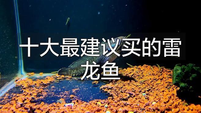 哪種雷龍魚發色最好看：新手養雷龍魚哪些品種好養這幾個品種值得一試