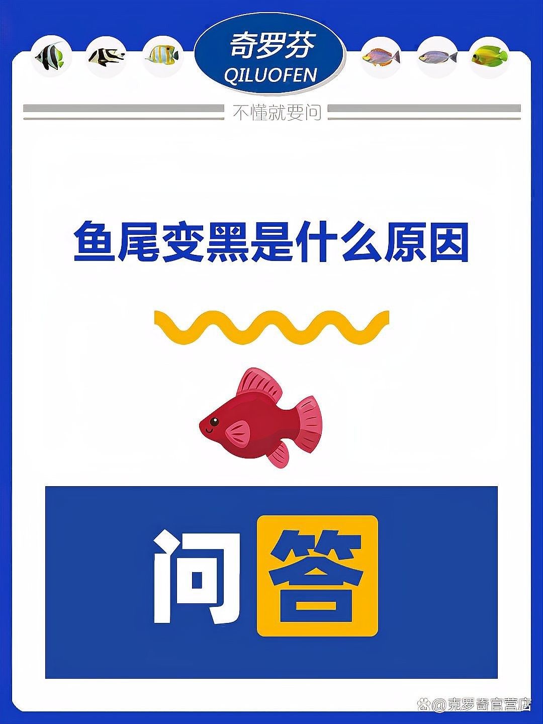 金龍魚尾巴發黑如何治療？：金龍魚尾巴發黑怎么辦