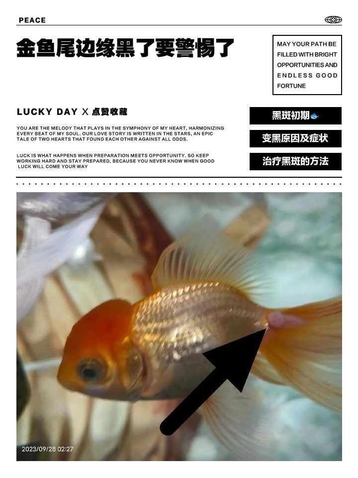 金龍魚尾巴發黑如何治療？：金龍魚尾巴發黑怎么辦