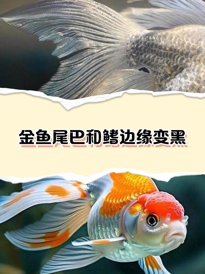 金龍魚尾巴發黑如何治療？：金龍魚尾巴發黑怎么辦