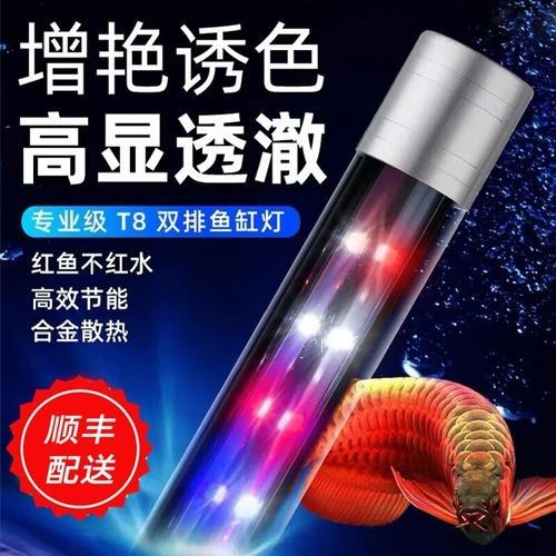 龍魚造景需要哪些設備？：飼養龍魚的設備都有哪些？