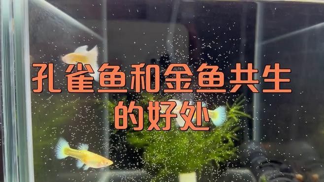 魟魚和虎魚混養需要注意什么：養魟魚和虎魚時