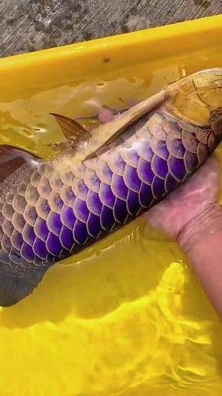 如何區分紫底和藍底金龍：揭曉龍魚鱗片中隱藏的秘密藍底金龍魚和金龍魚有什么區別