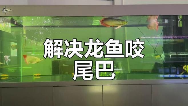 黃龍魚攻擊時如何應(yīng)對？：如何應(yīng)對黃龍魚攻擊？