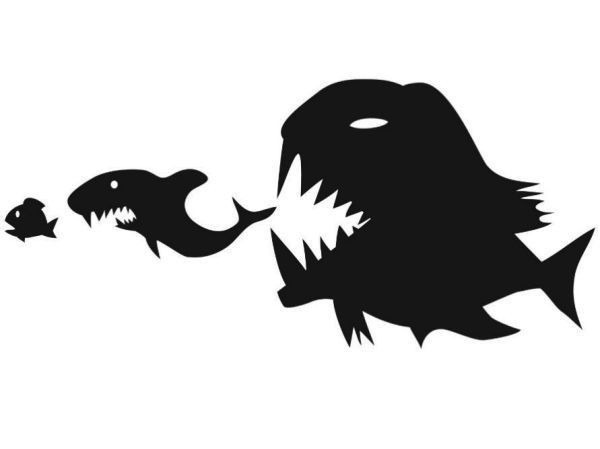 黃龍魚攻擊時如何應(yīng)對？：如何應(yīng)對黃龍魚攻擊？