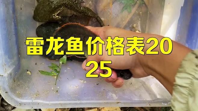 雷龍魚(yú)哪個(gè)品種最貴：最昂貴的雷龍魚(yú)品種