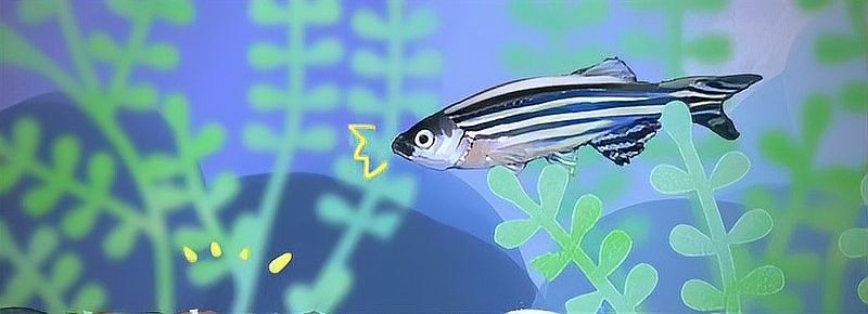 斑馬魚多久喂一次合適？：養(yǎng)魚高手的“喂食日歷”公開萌寵百科小團團斑馬魚