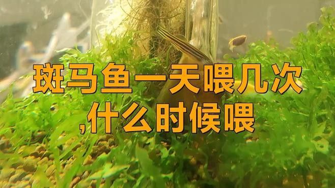 斑馬魚多久喂一次合適？：養(yǎng)魚高手的“喂食日歷”公開萌寵百科小團團斑馬魚