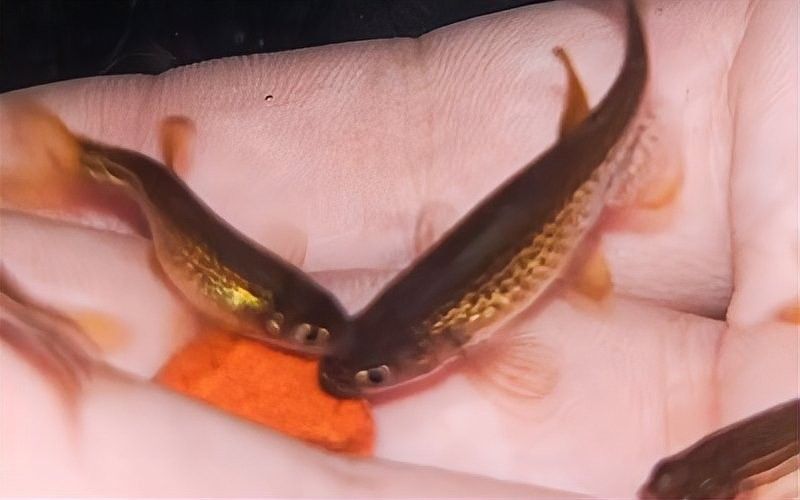 斑馬魚多久喂一次合適？：養魚高手的“喂食日歷”公開萌寵百科小團團斑馬魚