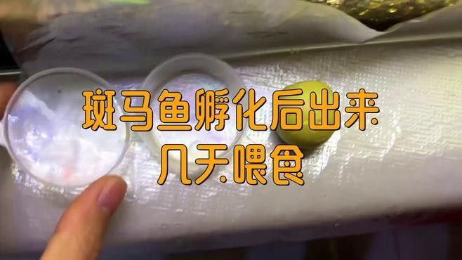 斑馬魚多久喂一次合適？：養(yǎng)魚高手的“喂食日歷”公開萌寵百科小團團斑馬魚