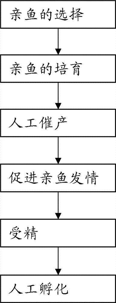 紅龍魚的人工繁殖技術：紅龍魚的人工繁殖技術是怎樣的？ 紅龍魚的人工繁殖技術：紅龍魚的人工繁殖技術是怎樣的？ 龍魚百科 第6張