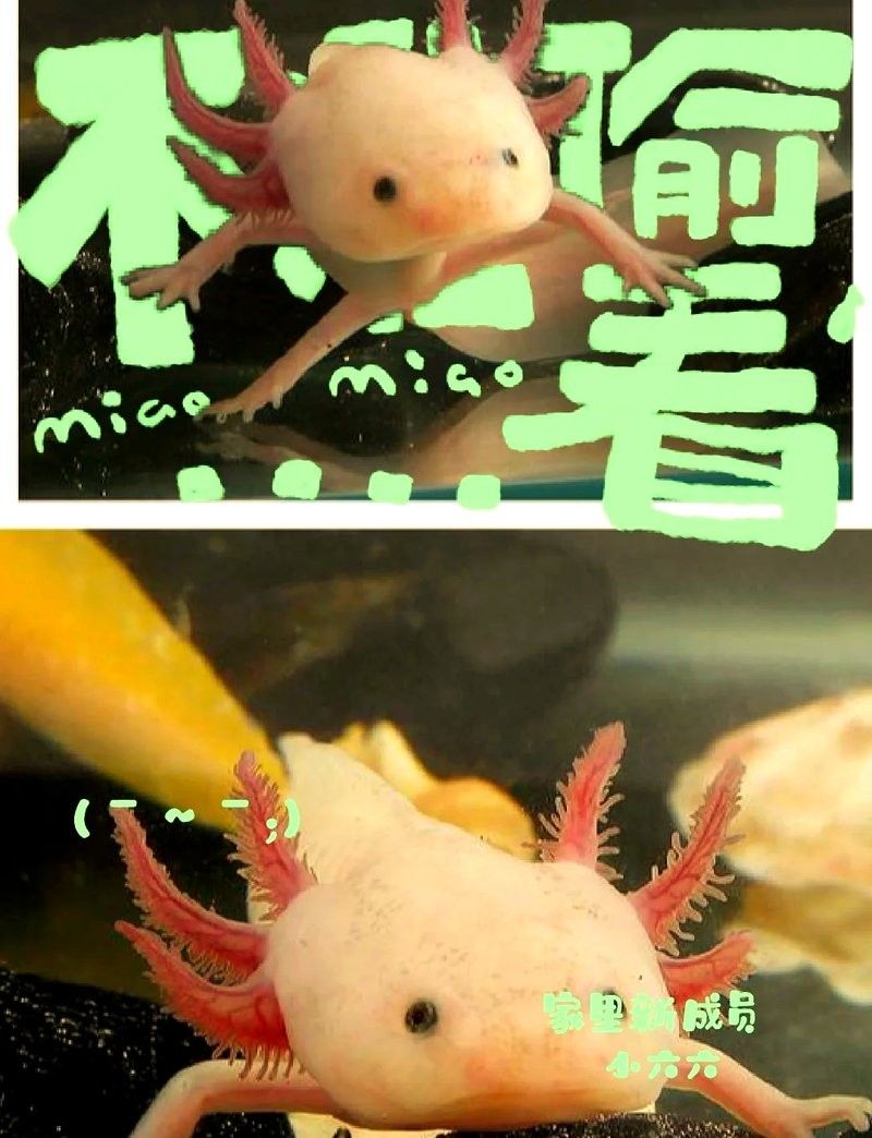 混養六角恐龍魚需要準備哪些設備：養六角恐龍必備設備清單，新手必看! 混養六角恐龍魚需要準備哪些設備：養六角恐龍必備設備清單，新手必看! 龍魚百科 第6張