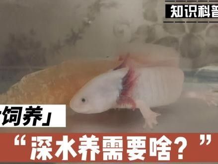 混養六角恐龍魚需要準備哪些設備：養六角恐龍必備設備清單，新手必看! 混養六角恐龍魚需要準備哪些設備：養六角恐龍必備設備清單，新手必看! 龍魚百科 第4張
