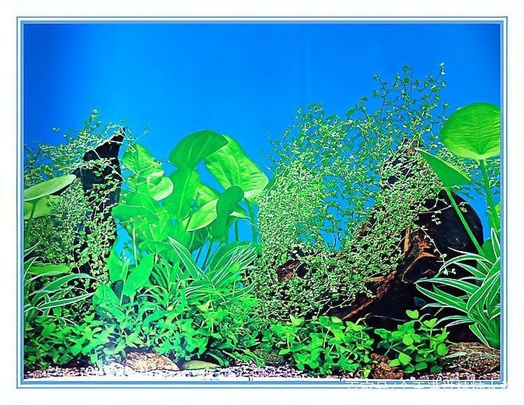 如何選擇適合紅龍魚(yú)的壁紙：「小毳談」如何選擇紅龍魚(yú)的壁紙 如何選擇適合紅龍魚(yú)的壁紙：「小毳談」如何選擇紅龍魚(yú)的壁紙 龍魚(yú)百科 第6張