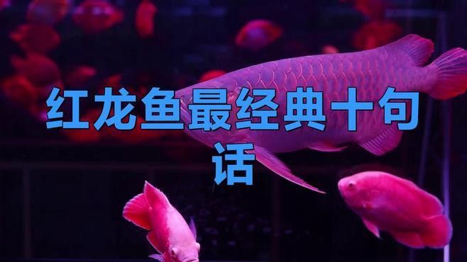 如何選擇適合紅龍魚(yú)的壁紙：「小毳談」如何選擇紅龍魚(yú)的壁紙 如何選擇適合紅龍魚(yú)的壁紙：「小毳談」如何選擇紅龍魚(yú)的壁紙 龍魚(yú)百科 第2張