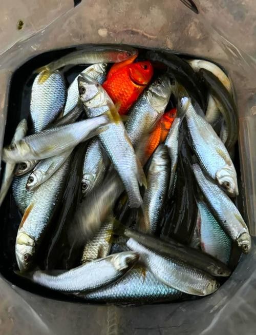 垂釣園有哪些魚類可以釣？：垂釣園可以釣到哪些魚類？ 垂釣園有哪些魚類可以釣？：垂釣園可以釣到哪些魚類？ 龍魚百科 第4張