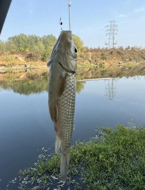 垂釣園有哪些魚類可以釣？：垂釣園可以釣到哪些魚類？ 垂釣園有哪些魚類可以釣？：垂釣園可以釣到哪些魚類？ 龍魚百科 第1張