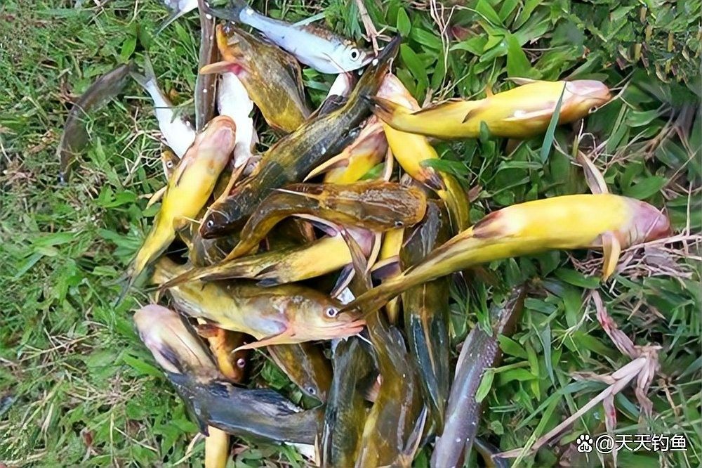 垂釣園有哪些魚類可以釣？：垂釣園可以釣到哪些魚類？ 垂釣園有哪些魚類可以釣？：垂釣園可以釣到哪些魚類？ 龍魚百科 第12張