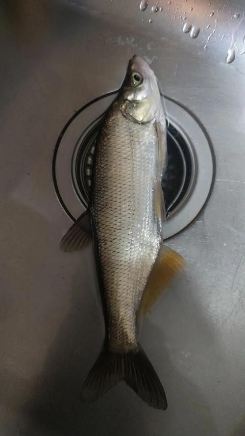 垂釣園有哪些魚類可以釣？：垂釣園可以釣到哪些魚類？ 垂釣園有哪些魚類可以釣？：垂釣園可以釣到哪些魚類？ 龍魚百科 第6張
