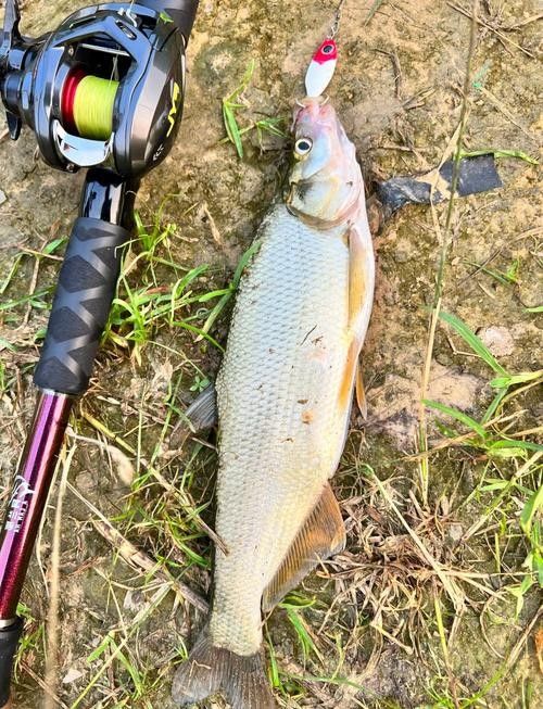 垂釣園有哪些魚類可以釣？：垂釣園可以釣到哪些魚類？ 垂釣園有哪些魚類可以釣？：垂釣園可以釣到哪些魚類？ 龍魚百科 第3張